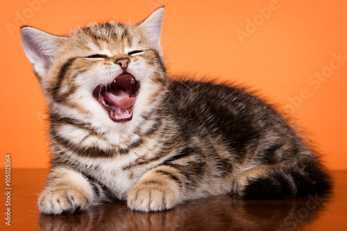 British striped ginger kitten yawns on an orange background