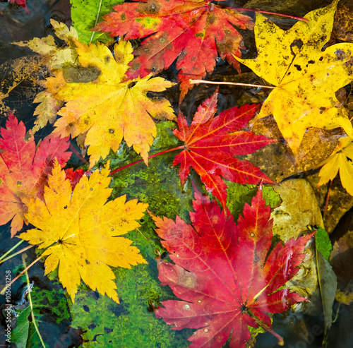 Autumn, maple leaves, autumnal foliage