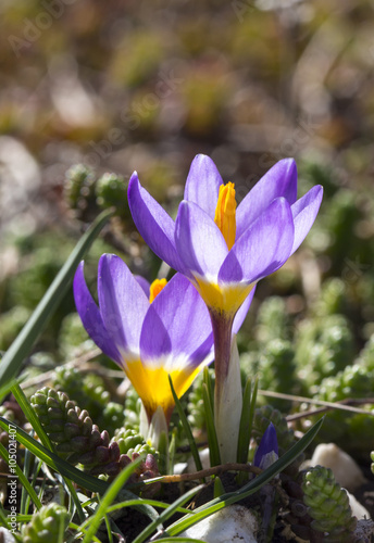 flowers of spring
