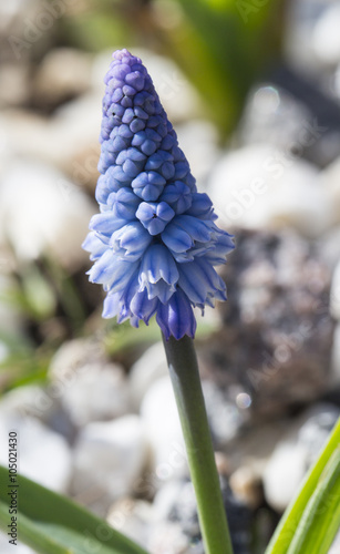 flowers of spring