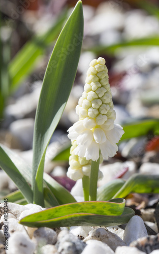 flowers of spring