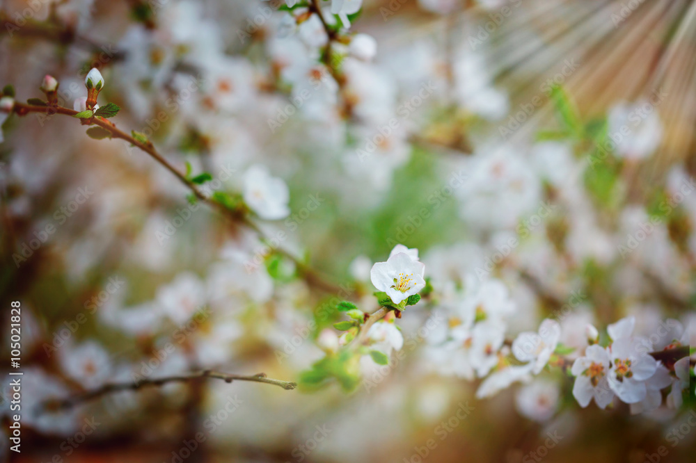 Beautiful cherry tree blooming, gentle little white flowers on twig over blur background, beauty of spring season. Beautiful cherry tree blooming, gentle little white flowers on twig over blur background, beauty of spring season.