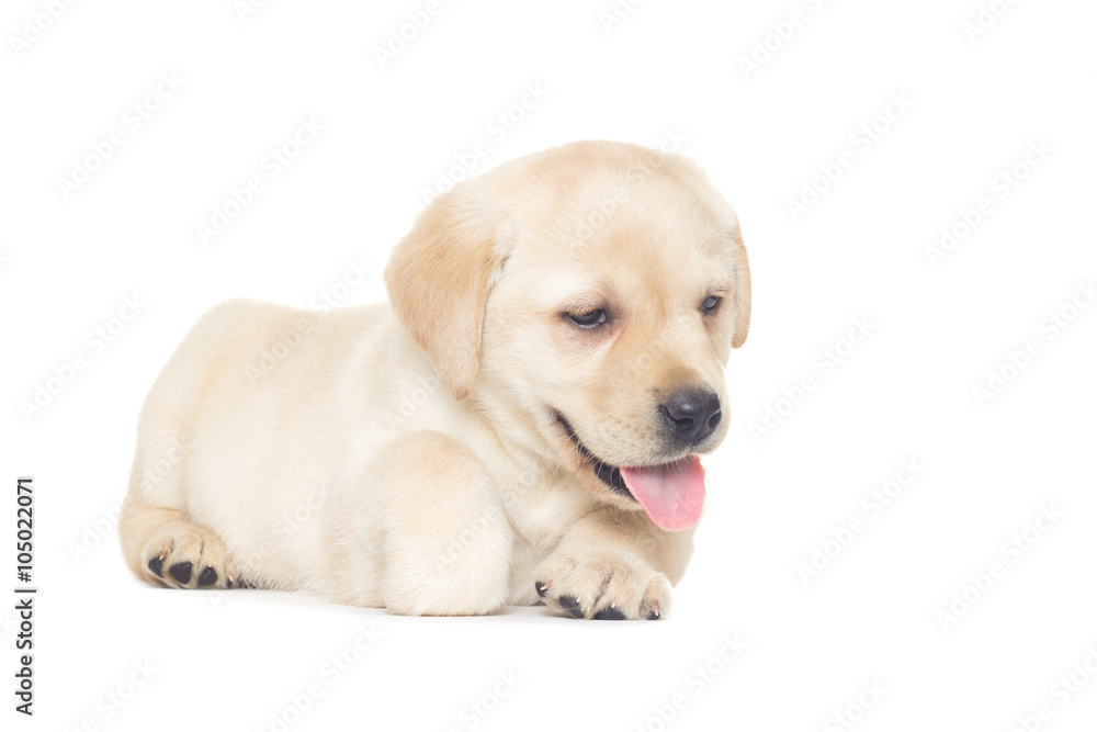 labrador puppy lying