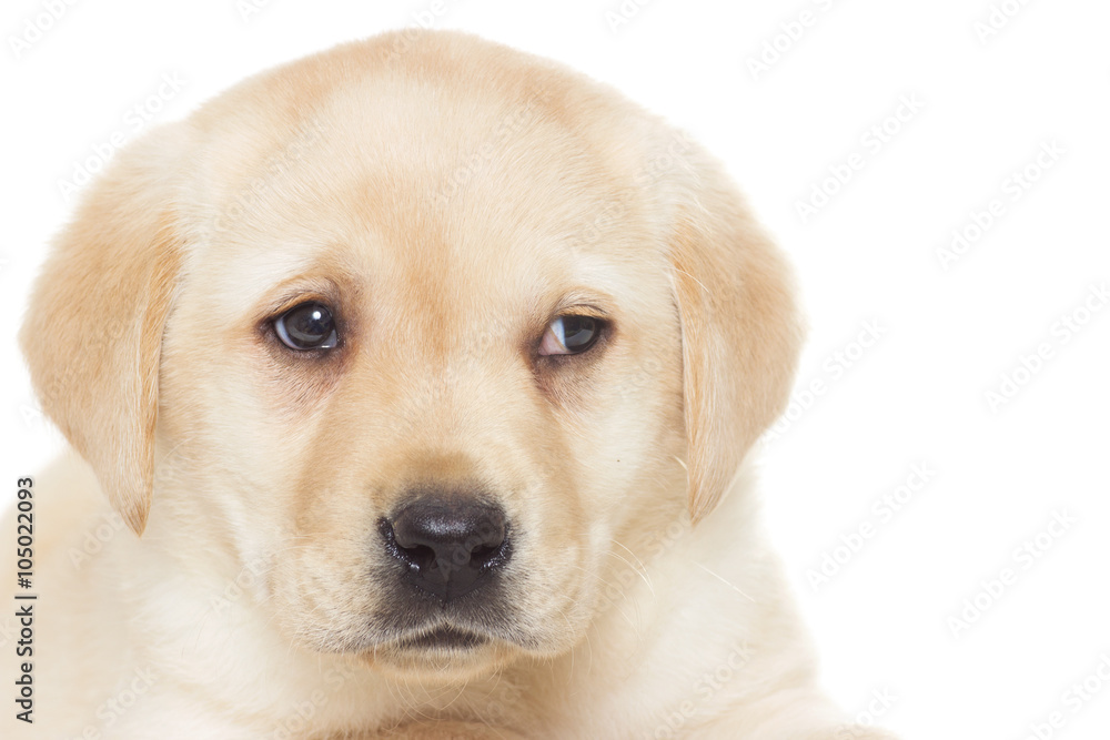 Muzzle labrador puppy