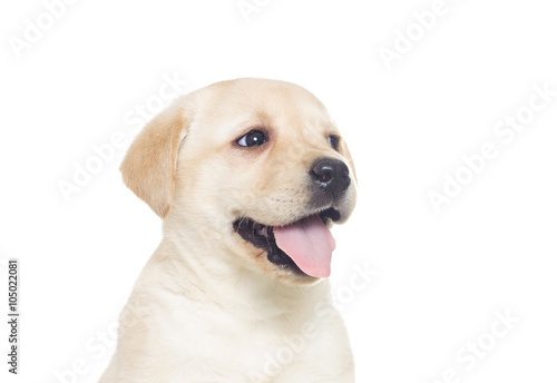 funny muzzle Labrador puppy