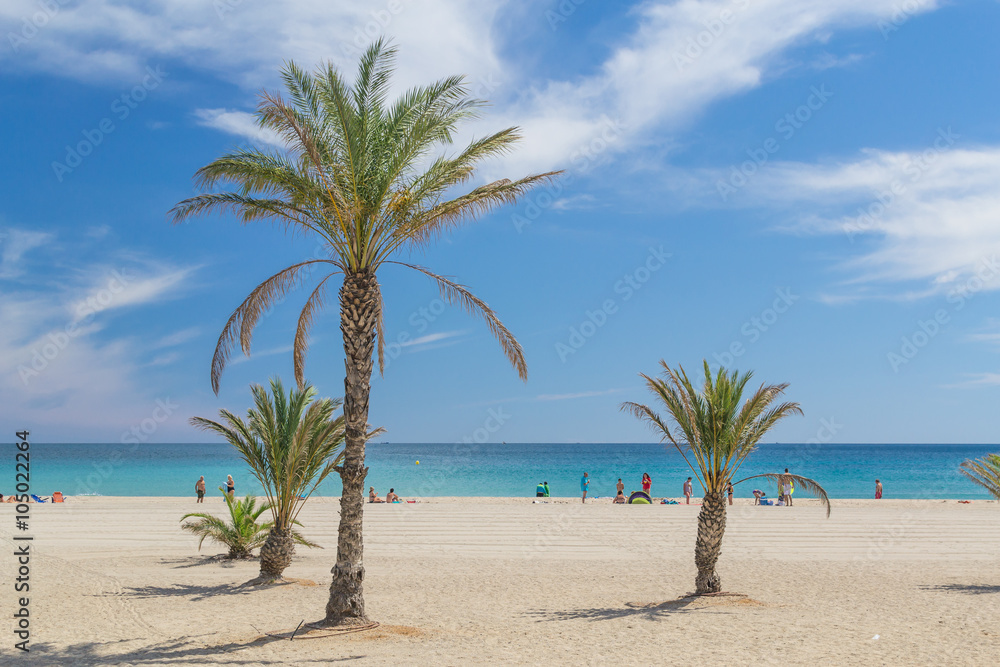 The palms on the beach. Hospitalet Infant, Catalonia, Spain