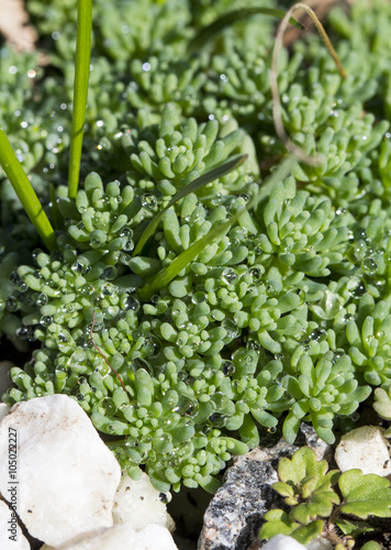 crassula