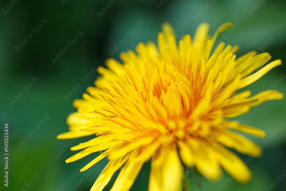 Yellow flowers blossoming in spring time Yellow flowers blossoming in spring time