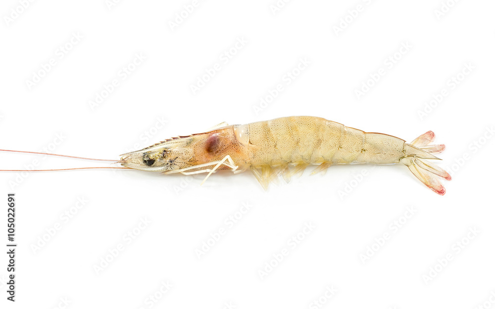 shrimp