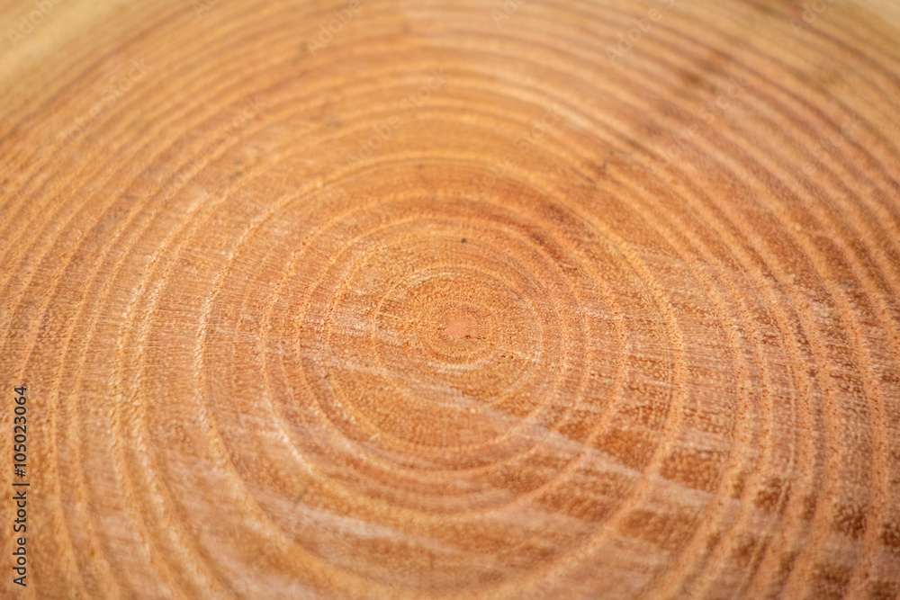 Naklejka premium close up of wooden texture of cut tree trunk