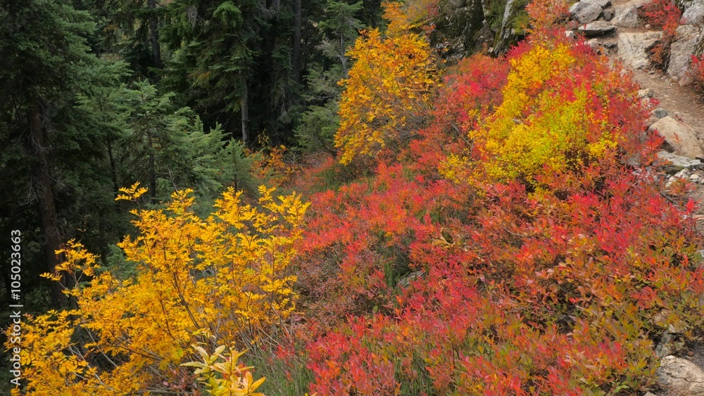 Autumn colors. Beautiful autumn trees. Golden leaves. The wind pulls the leaves of trees. Rocky slopes in the fir forest. Spruce forest in autumn. 4K, 3840*2160, high bit rate, UHD Autumn colors. Beautiful autumn trees. Golden leaves. The wind pulls the leaves of trees. Rocky slopes in the fir forest. Spruce forest in autumn. 4K, 3840*2160, high bit rate, UHD