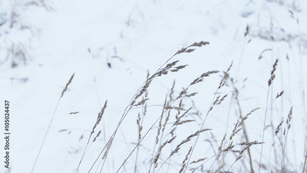 Dry Grass Under Snow, Slider Shot Dry Grass Under Snow, Slider Shot