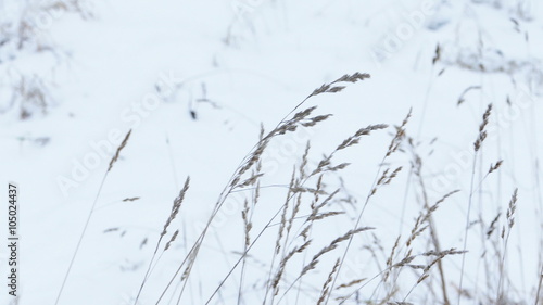 Dry Grass Under Snow, Slider Shot
