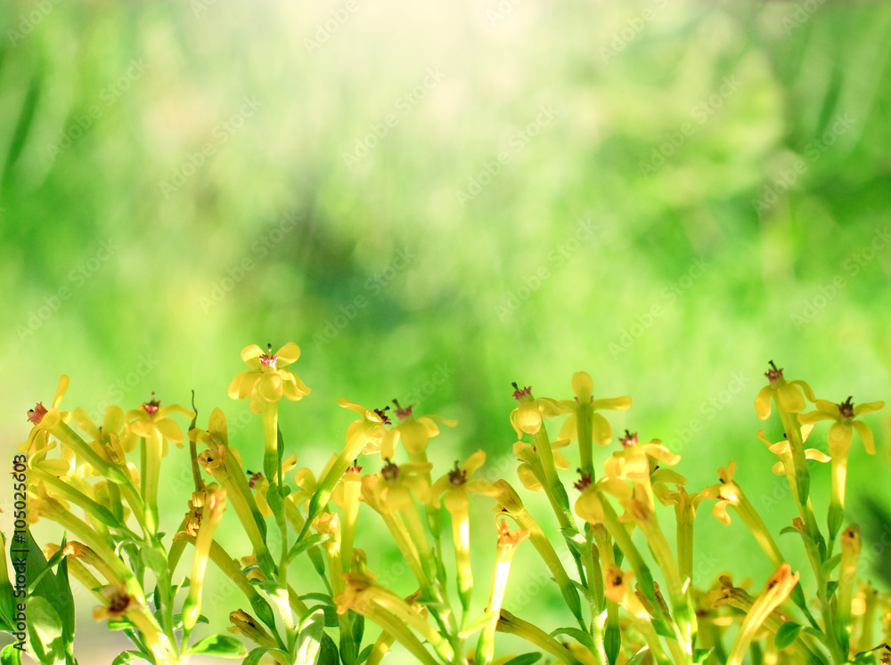 Flowering plants on green background in sunlight Flowering plants on green background in sunlight