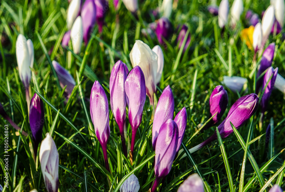 blühende Krokusse blühende Krokusse