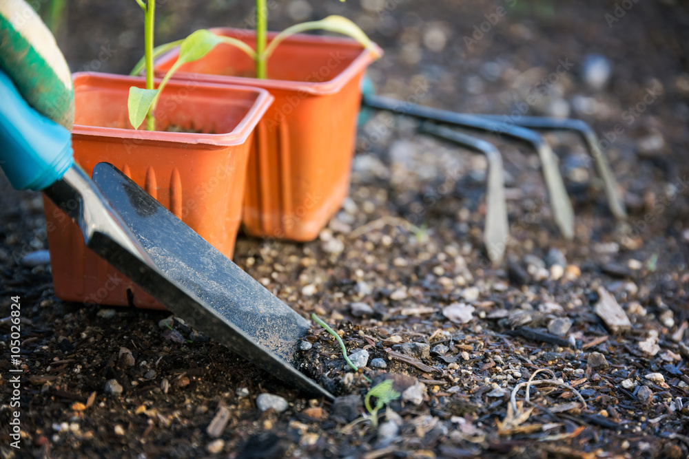 Planting vegetable in garden Planting vegetable in garden