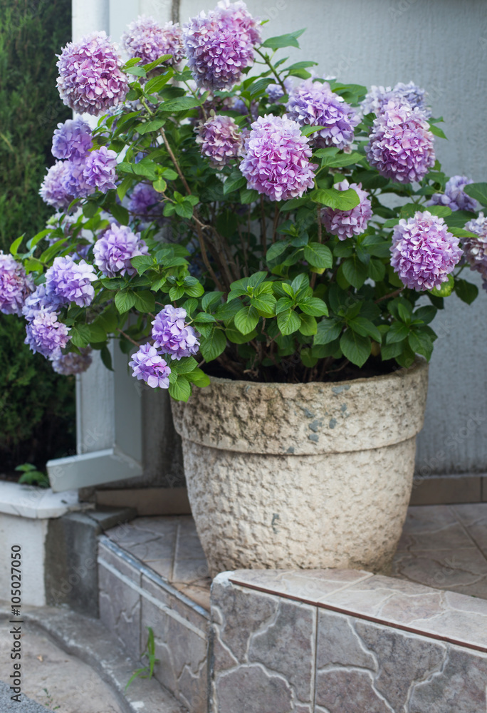 Obraz premium hydrangea in pot outdoor