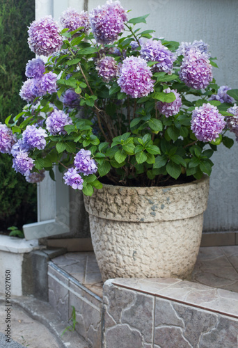 hydrangea in pot outdoor © Maya Kruchancova