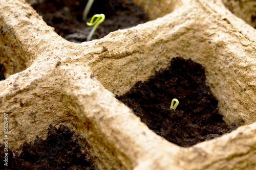 The sprouts germinate (seeds of tomato, pepper, eggplant), isola