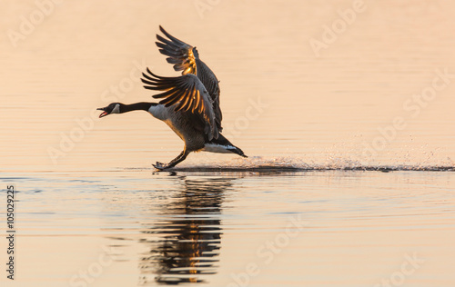 Canada Goose (Branta canadensis) walking on water, squawking and with wings stretched, in the glow of the sun