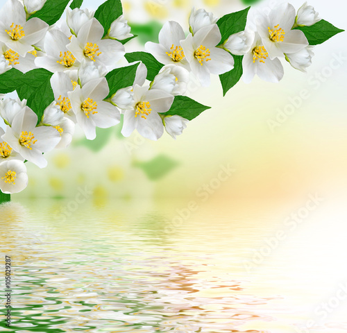 White jasmine flower.