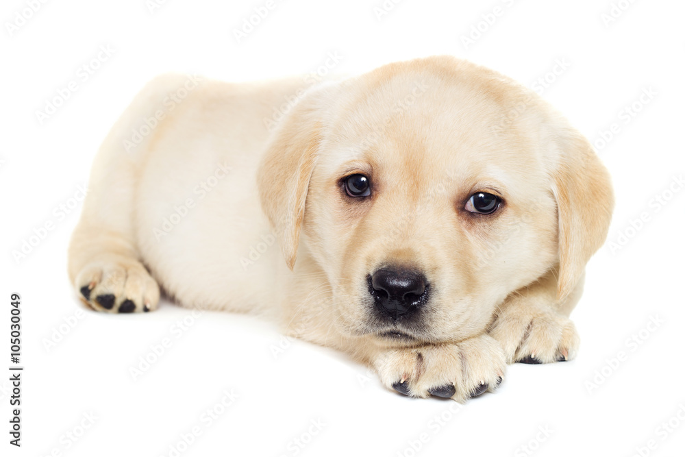 labrador puppy, looking labrador puppy, looking