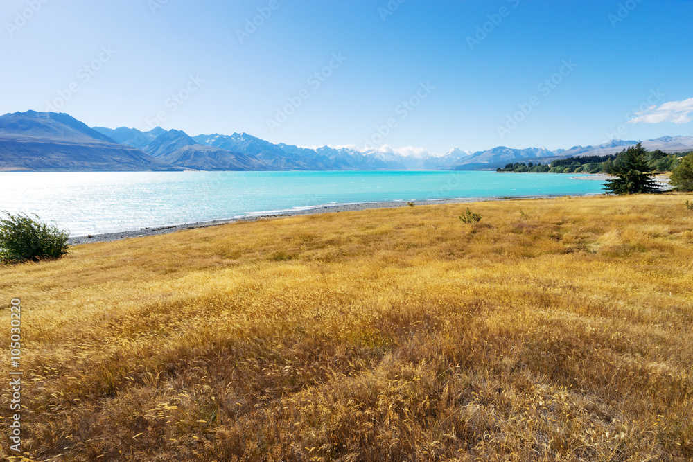 meadow near lake in summer sunny day in New Zealand