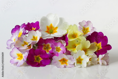 Spring primula, primrose, polyanthus flowers. Bunch of colorful primula flowers. © ivoraobrazy