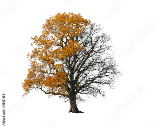 Eiche Verliert Blätter