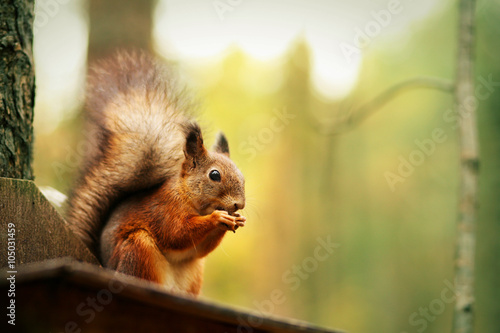 Red squirrel sitting on feeder and eating nut in park