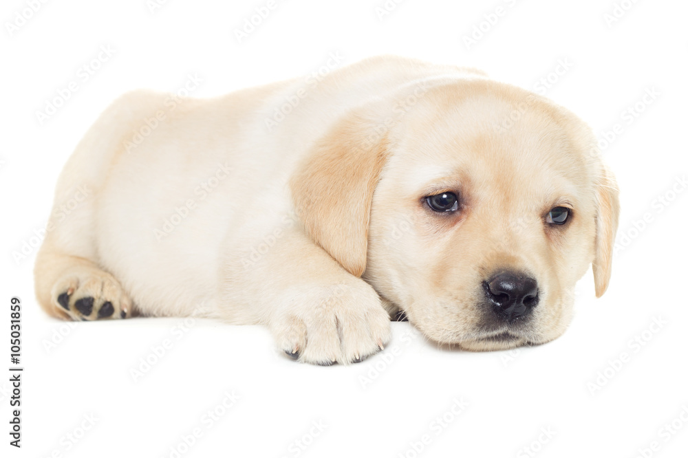 labrador puppy, looking