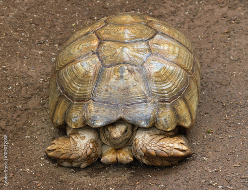 Turtle in the garden. photo