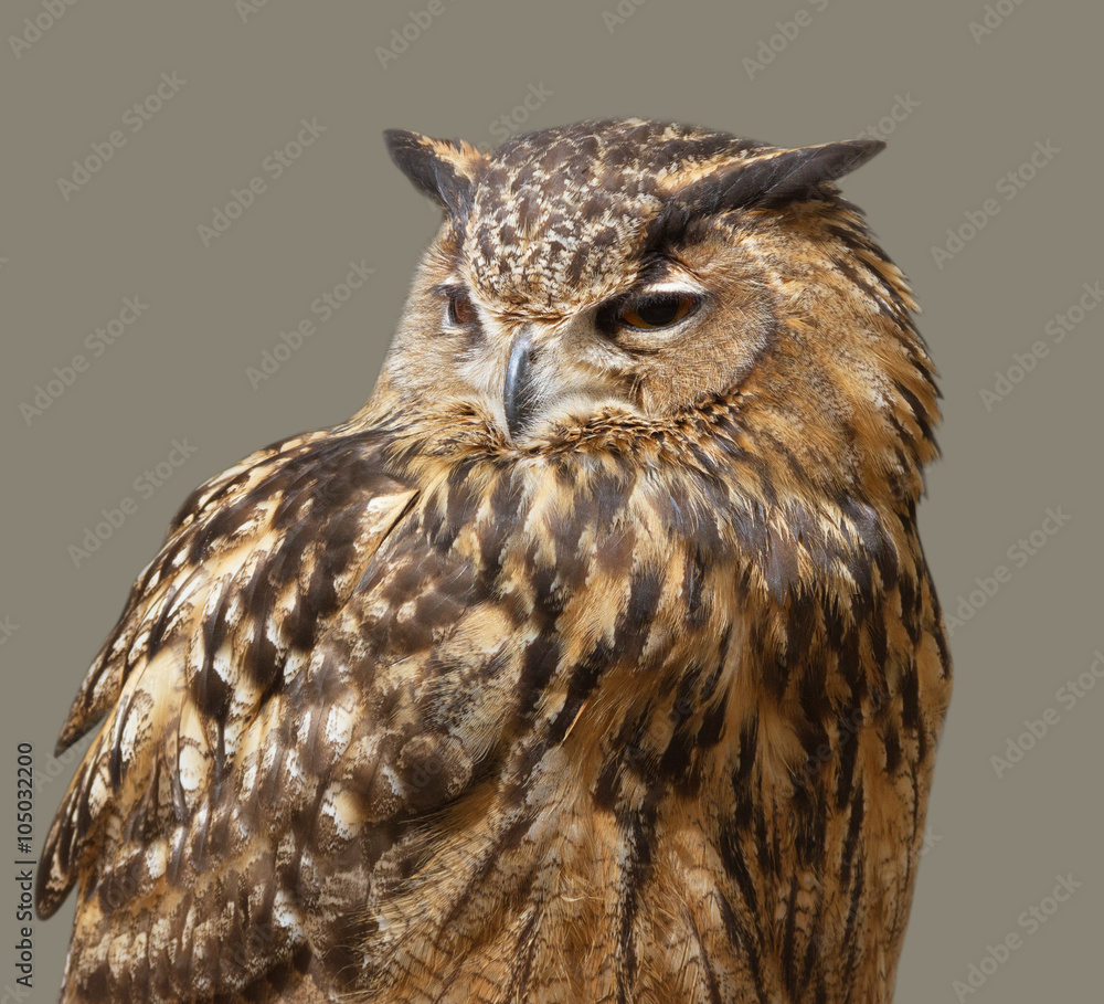 Natural big owl. Natural big owl.