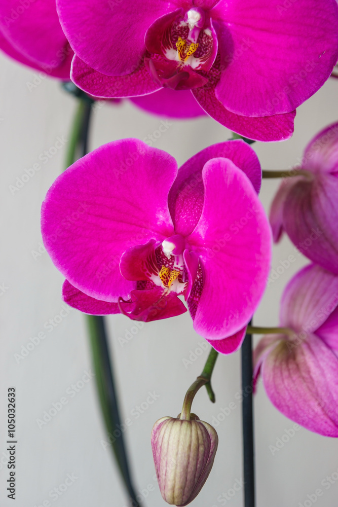 Obraz premium Phalaenopsis flowers (orchid) with a bud