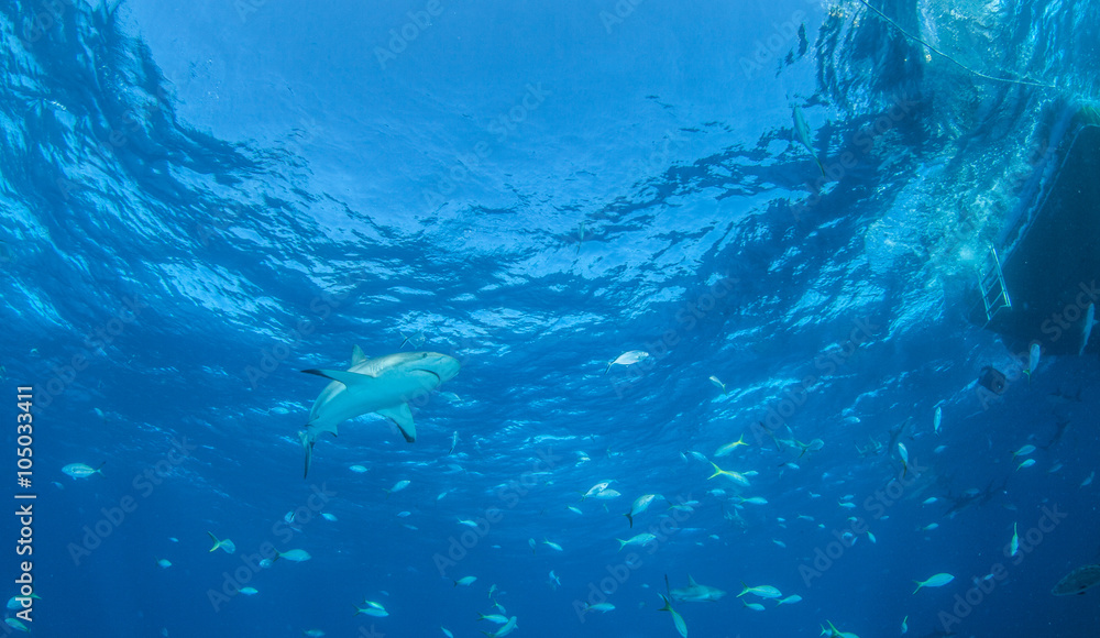 Fototapeta premium Caribbean reef shark