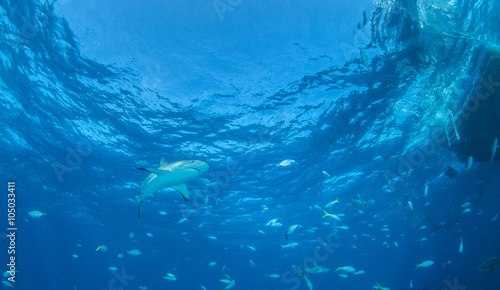 Caribbean reef shark