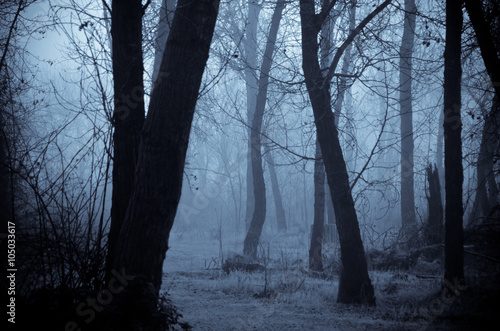 Mood Shadows in the Dark Misty Forest