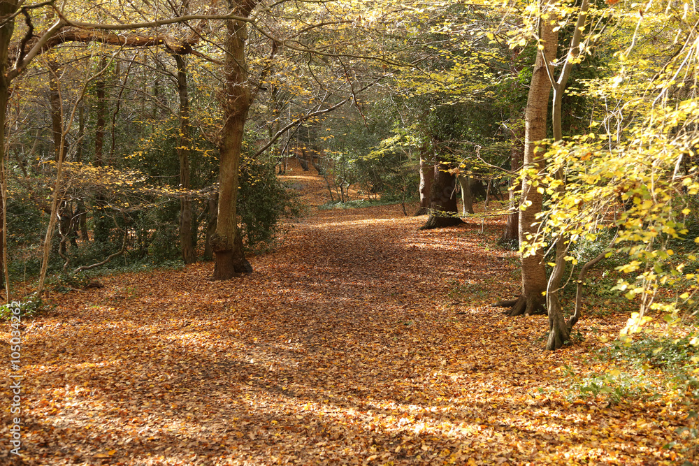 AUTUMN WOODLAND,QUEENS WOODS,HIGHGATE,LONDON,UK AUTUMN WOODLAND,QUEENS WOODS,HIGHGATE,LONDON,UK