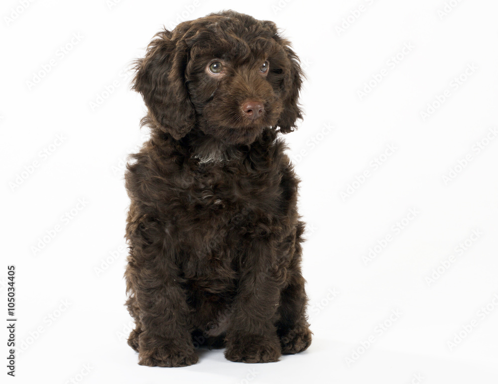 SPROODLE OR SPRINGERPOO PUPPY DOG