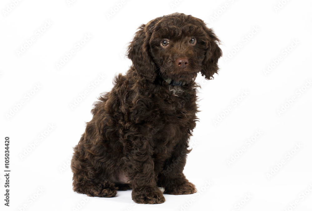 SPROODLE OR SPRINGERPOO PUPPY DOG SPROODLE OR SPRINGERPOO PUPPY DOG