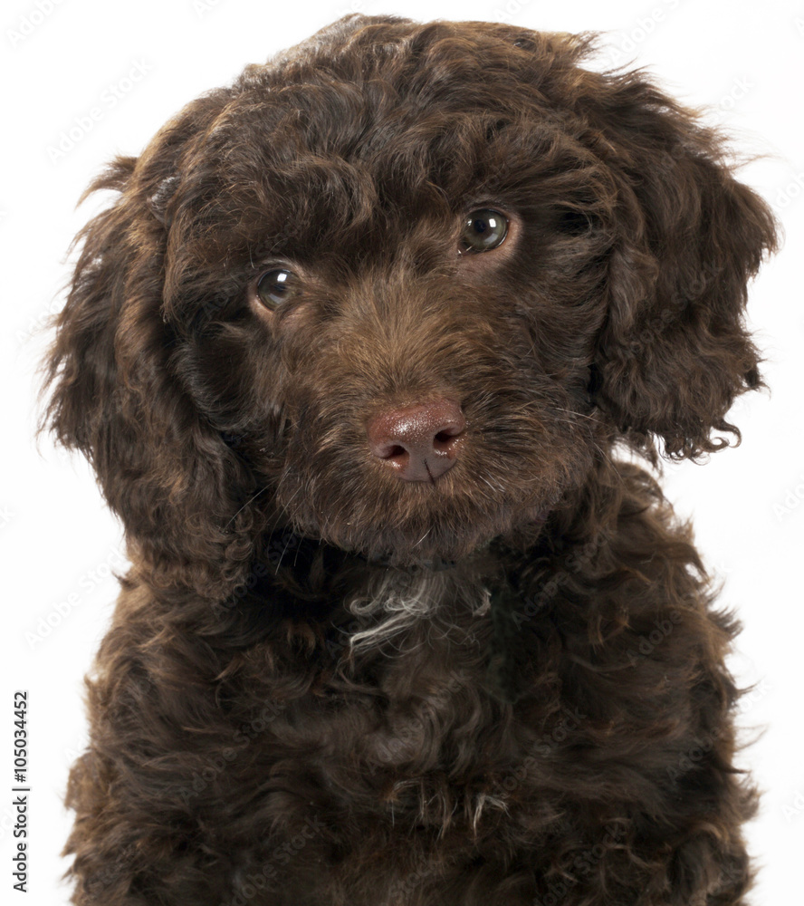 SPROODLE OR SPRINGERPOO PUPPY DOG