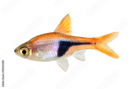 Rasbora Het Harlequin rasbora heteromorpha freshwater aquarium fish 