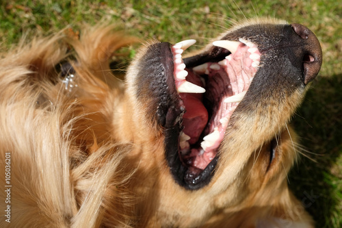 Dog (Golden Retriever) lying mouth open and showing teeth. 
