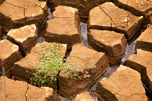 Slika na platnu Drought soil with vegetation in brazilian dam