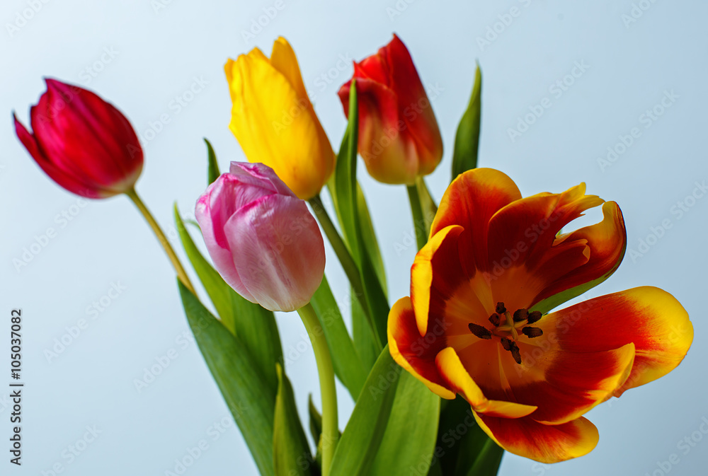 colorful tulips isolated on white colorful tulips isolated on white