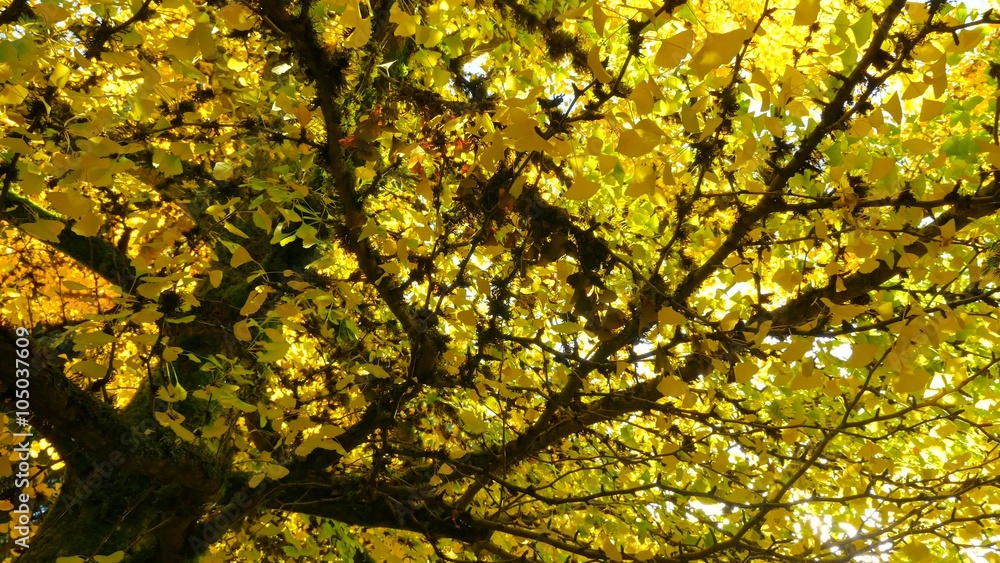 Golden trees. Autumn colors. Beautiful tree covered with yellow leaves in autumn. The rays of sunshine illuminate the golden leaves of the trees. 4K, 3840*2160, high bit rate, UHD Golden trees. Autumn colors. Beautiful tree covered with yellow leaves in autumn. The rays of sunshine illuminate the golden leaves of the trees. 4K, 3840*2160, high bit rate, UHD