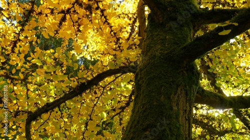 Golden trees. Autumn colors. Beautiful tree covered with yellow leaves in autumn. The rays of sunshine illuminate the golden leaves of the trees. 4K, 3840*2160, high bit rate, UHD