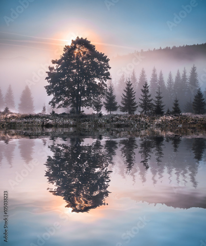Beautiful sunset, tre reflected in still waters of lake © Dmytro Kosmenko