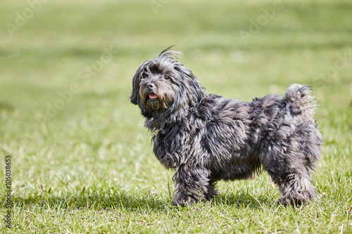 Foto Black havanese dog standing in the green grass