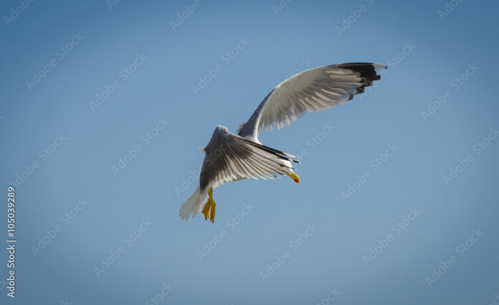 Fototapeta premium Gaviota tímida